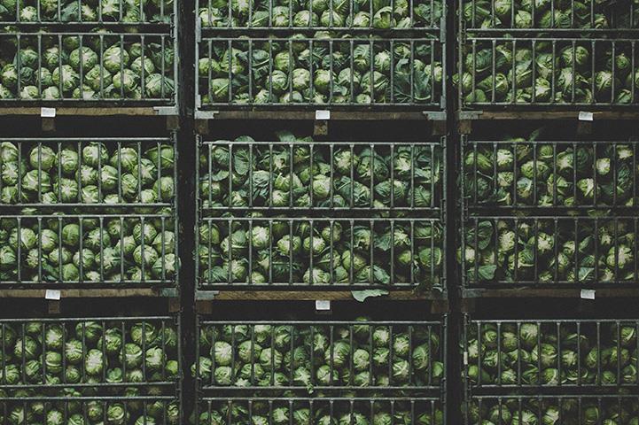 shelves of cabbages in metal baskets at a warehouse